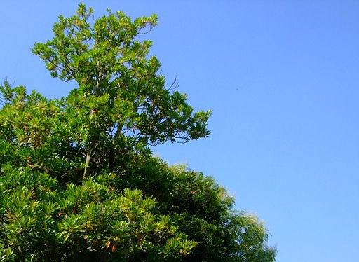 知られていない「ホルトノキ」の花