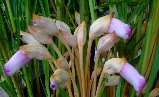 奇妙な植物「ナンバンギセル」