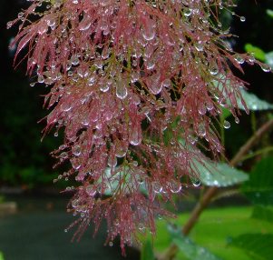 奇妙な植物「ナンバンギセル」