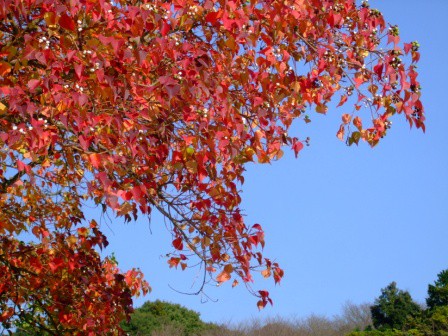 紅葉の秋