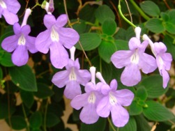 可愛い紫の花「ストレプトカーパス」