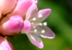 可愛いピンクの花「ミゾソバ」