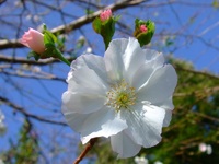 「桜」　開花　《アーコレード》
