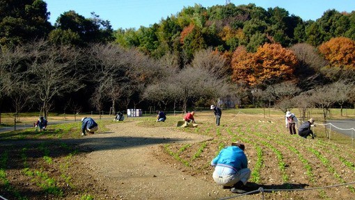 菜の花の補植作業