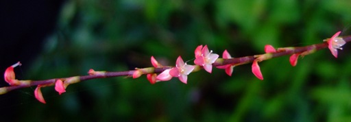 「ミズヒキ」の花