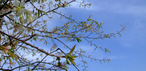 珍しい貴重な桜「ヒマラヤザクラ」開花