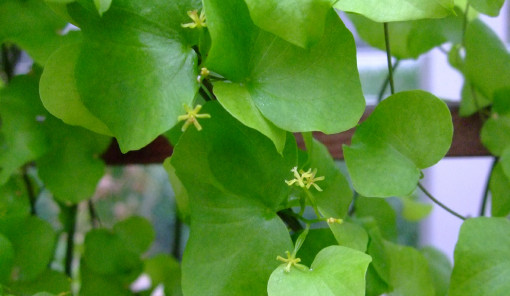 珍しい形をした植物「亀甲竜」