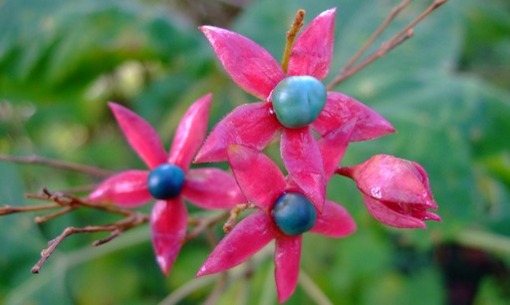 花のような果実「クサギ」