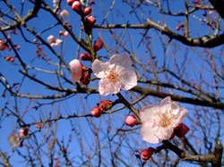梅の開花情報