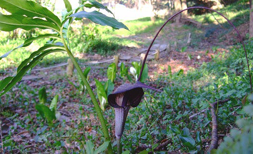 初夏の草花Ⅲ「カラスビシャク」