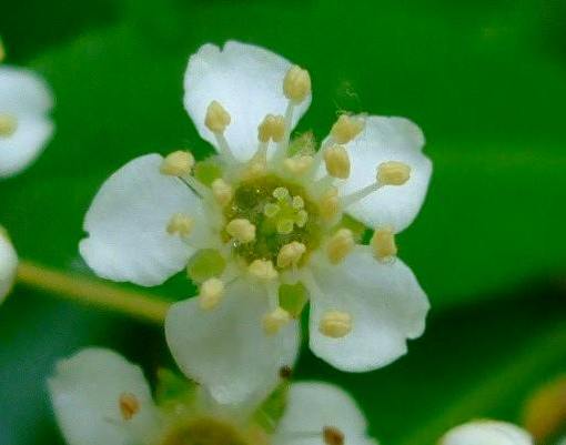 これ、何の花？思いもつかない花