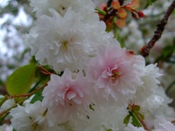 今日の《八重桜》開花情報＜４月１４日現在＞