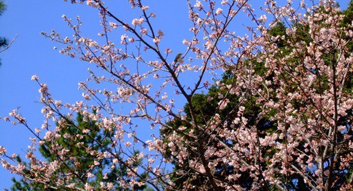 メジロに「舘山寺桜」＆「熱海桜」