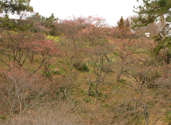 現在の梅、桜、そして福寿草