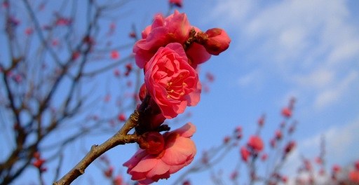 「梅」＆「桜」の開花情報