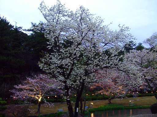 夜桜「夜間開園」準備万端