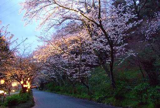 夜桜「夜間開園」準備万端