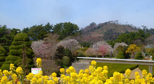 春の彩り《梅・桜・チューリップ》