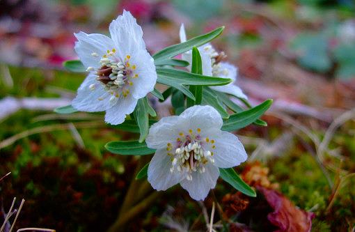 可憐な花「節分草」開花‼