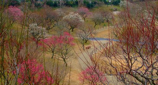 今日の「梅＆舘山寺桜」