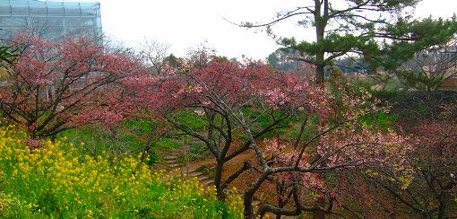 今日の「梅＆舘山寺桜」