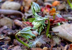 可憐な花「節分草」開花‼