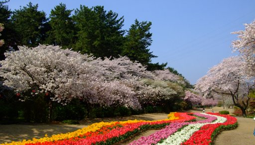「桜」開花情報