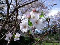 桜‘アーコレード’開花中