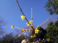 ロウバイの開花