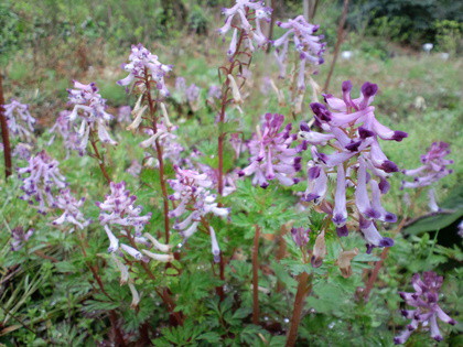 ムラサキケマンの花