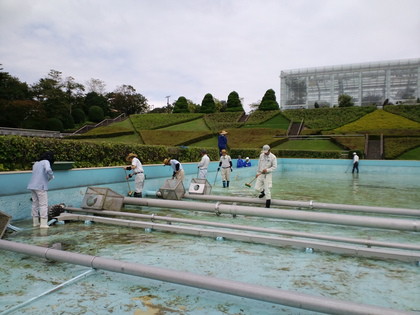 シュウカイドウの開花