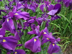 ハナショウブ開花はじめ