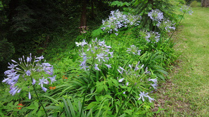 アガパンサスの開花