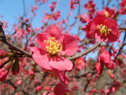 ボケの花が見頃です