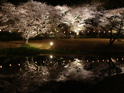 夜桜開園