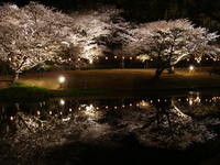 夜桜開園