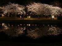 夜桜開園