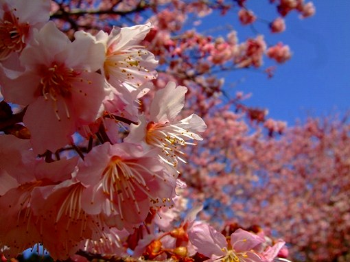 梅と桜が一緒に楽しめるフラワーパーク