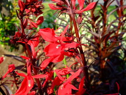 赤い花壇