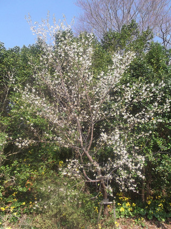 桜‘ヒマラヤザクラ’の開花中