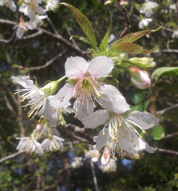 桜‘ヒマラヤザクラ’の開花中