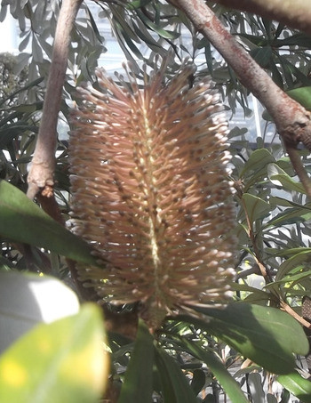 バンクシア開花中！