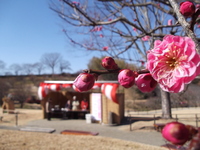 梅＆早咲きの桜フェア