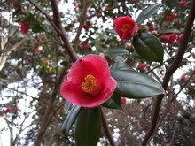 ツバキ（椿）の花