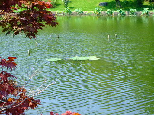 オニバス、今年も発芽