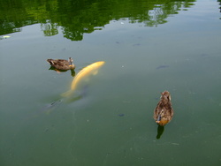 水鳥の池のカルガモ