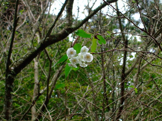 桜　咲く