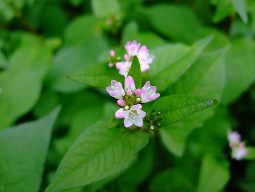 この花、綺麗