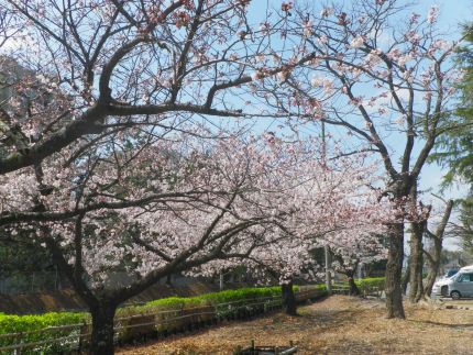 桜