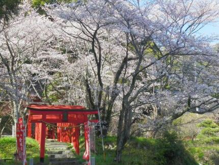 桜
